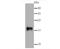 Synuclein Gamma antibody, A03523-3, Boster Biological Technology, Western Blot image 