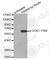 Docking Protein 1 antibody, AP0249, ABclonal Technology, Western Blot image 