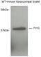 Proline Rich Transmembrane Protein 1 antibody, 17261-1-AP, Proteintech Group, Western Blot image 