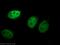 RuvB Like AAA ATPase 2 antibody, 10195-1-AP, Proteintech Group, Immunofluorescence image 