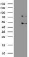 SUMO Specific Peptidase 1 antibody, M02156, Boster Biological Technology, Western Blot image 
