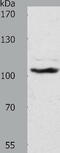 ADAM Metallopeptidase With Thrombospondin Type 1 Motif 17 antibody, TA322062, Origene, Western Blot image 