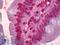 Forkhead Box Q1 antibody, LS-B6410, Lifespan Biosciences, Immunohistochemistry frozen image 
