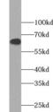 Zinc finger protein with KRAB and SCAN domains 3 antibody, FNab09646, FineTest, Western Blot image 