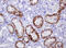 Alpha-Methylacyl-CoA Racemase antibody, LS-C175490, Lifespan Biosciences, Immunohistochemistry frozen image 