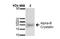 Crystallin Alpha B antibody, NB120-13497, Novus Biologicals, Western Blot image 