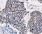 Transcription Termination Factor 1 antibody, GTX129804, GeneTex, Immunohistochemistry paraffin image 