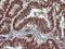 Tripartite Motif Containing 38 antibody, NBP2-46215, Novus Biologicals, Immunohistochemistry frozen image 