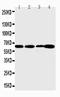 Angiopoietin 1 antibody, PA1333-1, Boster Biological Technology, Western Blot image 