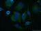 Apolipoprotein B MRNA Editing Enzyme Catalytic Subunit 3G antibody, 10608-1-AP, Proteintech Group, Immunofluorescence image 