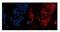 MAF BZIP Transcription Factor F antibody, A07784-2, Boster Biological Technology, Immunofluorescence image 