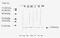 Fibroblast Growth Factor 2 antibody, GTX18631, GeneTex, Western Blot image 