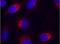 Ephrin B2 antibody, ab131536, Abcam, Immunofluorescence image 
