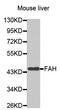 FAA antibody, MBS129634, MyBioSource, Western Blot image 