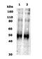 Opioid Receptor Kappa 1 antibody, NB110-79876, Novus Biologicals, Western Blot image 
