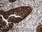 Translin antibody, M02777, Boster Biological Technology, Immunohistochemistry paraffin image 