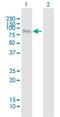 Lysine Methyltransferase 2E antibody, H00055904-B01P, Novus Biologicals, Western Blot image 