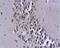 C-X-C Motif Chemokine Ligand 16 antibody, orb11355, Biorbyt, Immunohistochemistry paraffin image 