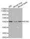 Reticulocalbin 2 antibody, abx001928, Abbexa, Western Blot image 