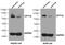 Carnitine Palmitoyltransferase 1A antibody, 15184-1-AP, Proteintech Group, Western Blot image 