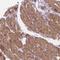 LRAT Domain Containing 2 antibody, HPA050782, Atlas Antibodies, Immunohistochemistry frozen image 