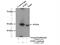 Smad Nuclear Interacting Protein 1 antibody, 14950-1-AP, Proteintech Group, Immunoprecipitation image 
