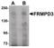 FERM And PDZ Domain Containing 3 antibody, PA5-20840, Invitrogen Antibodies, Western Blot image 