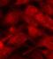 Stathmin 1 antibody, orb14608, Biorbyt, Immunofluorescence image 