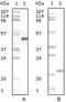 Apolipoprotein A5 antibody, M01242, Boster Biological Technology, Western Blot image 