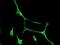 EH Domain Containing 1 antibody, ab109311, Abcam, Immunofluorescence image 