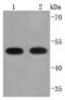 Protein Disulfide Isomerase Family A Member 6 antibody, NBP2-67031, Novus Biologicals, Western Blot image 