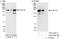 CAP-Gly Domain Containing Linker Protein 1 antibody, A303-344A, Bethyl Labs, Immunoprecipitation image 