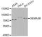 Semaphorin 3B antibody, A06559, Boster Biological Technology, Western Blot image 