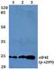 Eukaryotic Translation Initiation Factor 4E antibody, A00135S209, Boster Biological Technology, Western Blot image 