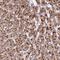 Zinc Finger Protein 596 antibody, NBP2-49183, Novus Biologicals, Immunohistochemistry frozen image 