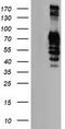 Golgi Membrane Protein 1 antibody, LS-C173649, Lifespan Biosciences, Western Blot image 