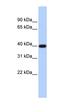 Phospholipid Phosphatase Related 5 antibody, orb325172, Biorbyt, Western Blot image 