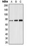Synapsin I antibody, orb224019, Biorbyt, Western Blot image 