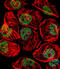 TFIID antibody, A00302-2, Boster Biological Technology, Immunofluorescence image 