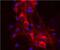 14-3-3 Eta antibody, MA5-24792, Invitrogen Antibodies, Immunofluorescence image 