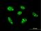 TSPY Like 1 antibody, H00007259-B01P, Novus Biologicals, Immunofluorescence image 