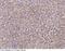 C-X-C Motif Chemokine Ligand 12 antibody, 10118-T08, Sino Biological, Immunohistochemistry frozen image 