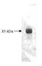 Carboxypeptidase Y antibody, GTX48866, GeneTex, Western Blot image 