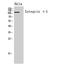 Integrin Subunit Alpha 5 antibody, STJ97284, St John