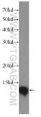 Txn1 antibody, 14999-1-AP, Proteintech Group, Western Blot image 