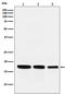 GABA Type A Receptor-Associated Protein antibody, M01907, Boster Biological Technology, Western Blot image 