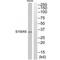 S100 Calcium Binding Protein A5 antibody, PA5-50099, Invitrogen Antibodies, Western Blot image 