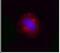 Valosin Containing Protein antibody, NBP1-39850, Novus Biologicals, Immunocytochemistry image 