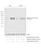 Lamin A/C antibody, PA5-17113, Invitrogen Antibodies, Western Blot image 