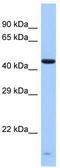 Zinc Finger Protein 701 antibody, TA339857, Origene, Western Blot image 